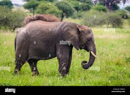 Image result for sad elephant
