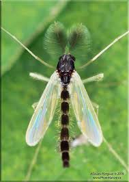 Attēlu rezultāti vaicājumam “Tanytarsus”