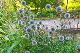 Image result for Echinops spaerocephalus