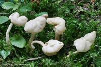 Attēlu rezultāti vaicājumam “Helvella elastica”