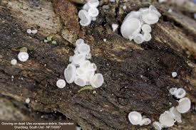 Attēlu rezultāti vaicājumam “Lachnum virgineum”