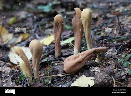 Attēlu rezultāti vaicājumam “Clavariadelphus pistillaris”