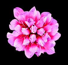 Attēlu rezultāti vaicājumam “Trifolium dubium flower”