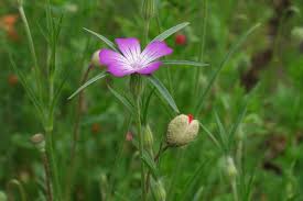 Image result for Agrostemma githago