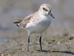 Image result for Calidris ruficollis