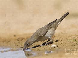 Attēlu rezultāti vaicājumam “Sylvia borin”