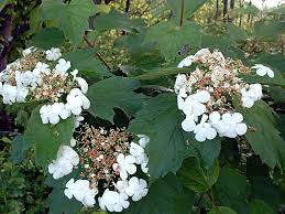 Attēlu rezultāti vaicājumam “Adoxaceae”
