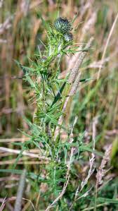Attēlu rezultāti vaicājumam “Cirsium vulgare leaf”