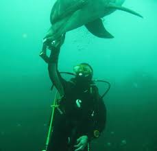 Image result for Dolphin Sub Aqua