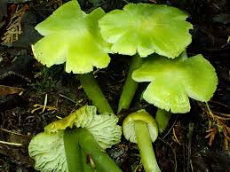 Attēlu rezultāti vaicājumam “Syntrichia virescens”