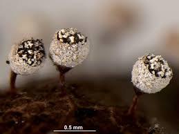 Attēlu rezultāti vaicājumam “Craterium leucocephalum macro”