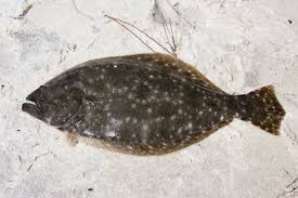 Image result for Paralichthys lethostigma