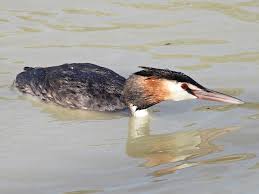 Attēlu rezultāti vaicājumam “Podiceps cristatus juvenile”