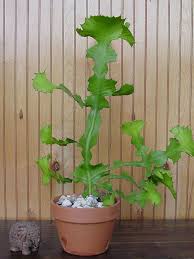 Attēlu rezultāti vaicājumam “Euphorbiaceae”