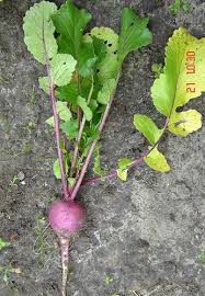 Attēlu rezultāti vaicājumam “Raphanus sativus”