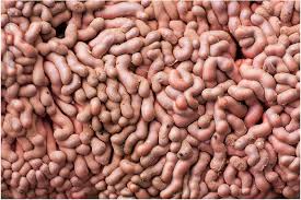 Attēlu rezultāti vaicājumam “Arcyria stipata”