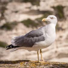 Image result for Wigan Seagulls