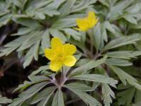 Attēlu rezultāti vaicājumam “Anemone ranunculoides leaf”
