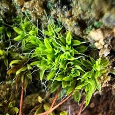 Attēlu rezultāti vaicājumam “Tortula subulata sporophyte”