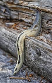 Attēlu rezultāti vaicājumam “Limax cinereoniger”