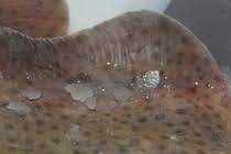 Image result for Raja brachyura