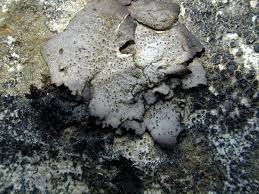 Attēlu rezultāti vaicājumam “Dermatocarpon miniatum”