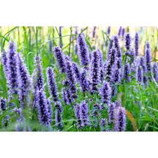Image result for Hyssopus officinalis