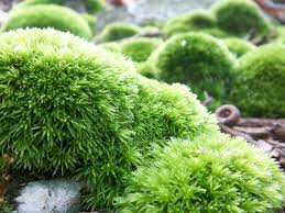 Attēlu rezultāti vaicājumam “Dicranella heteromalla sporophyte”