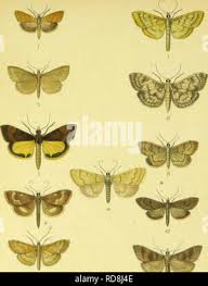 Attēlu rezultāti vaicājumam “Mecyna flavalis”