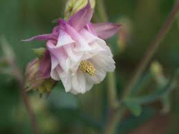 Image result for Aquilegia vulgaris `Nora Barlow`