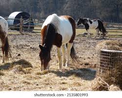 Attēlu rezultāti vaicājumam “Equus ferus caballus”