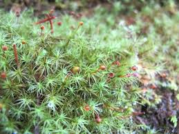 Attēlu rezultāti vaicājumam “Bartramia pomiformis”