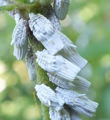 Attēlu rezultāti vaicājumam “Orthezia urticae”