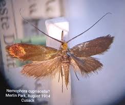 Attēlu rezultāti vaicājumam “Roeslerstammia erxlebella”