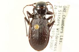 Attēlu rezultāti vaicājumam “Nebria livida”