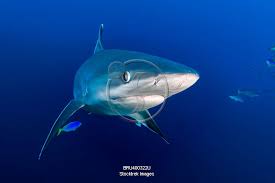 Image result for Carcharhinus albimarginatus