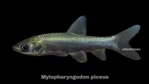 Image result for Mylopharyngodon piceus
