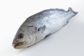 Image result for Umbrina cirrosa