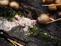 Attēlu rezultāti vaicājumam “Lycogala roseosporum spores”