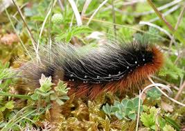 Attēlu rezultāti vaicājumam “Arctia caja larva”