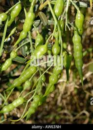 Attēlu rezultāti vaicājumam “Raphanus raphanistrum fruit”