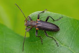 Attēlu rezultāti vaicājumam “Cortodera femorata”