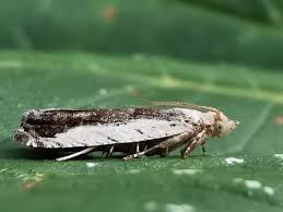 Attēlu rezultāti vaicājumam “Epinotia ramella”