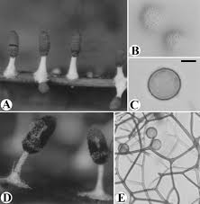 Attēlu rezultāti vaicājumam “Diachea leucopodia”