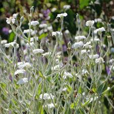 Image result for Lychnis coronaria alba