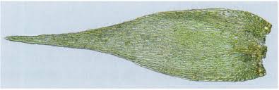 Attēlu rezultāti vaicājumam “Homomallium incurvatum sporophyte”