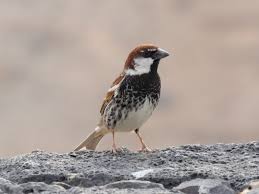 Image result for Passer hispaniolensis