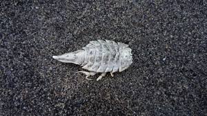 Attēlu rezultāti vaicājumam “Saduria entomon”