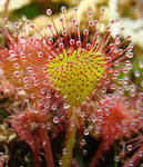 <b>Drosera</b> rotundifolia 'Charles