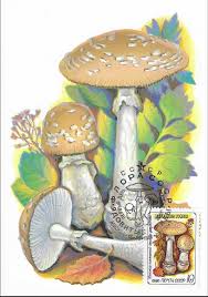 Attēlu rezultāti vaicājumam “Amanita pantherina”